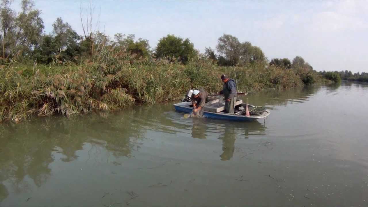 Silurus glanis: freshwater fishing in Venice