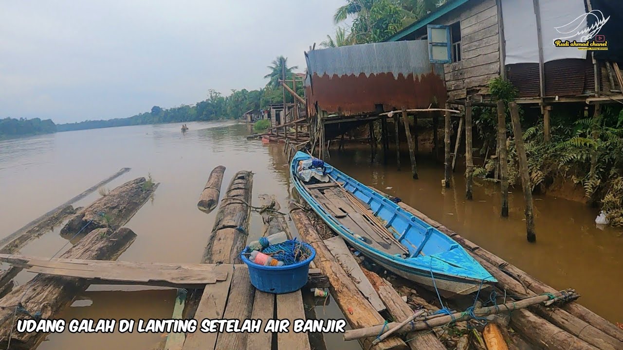 udang galah di lanting setelah air banjir