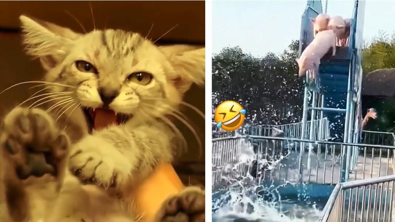 Funny Satisfying Animals. Hilarious and Satisfying Moments