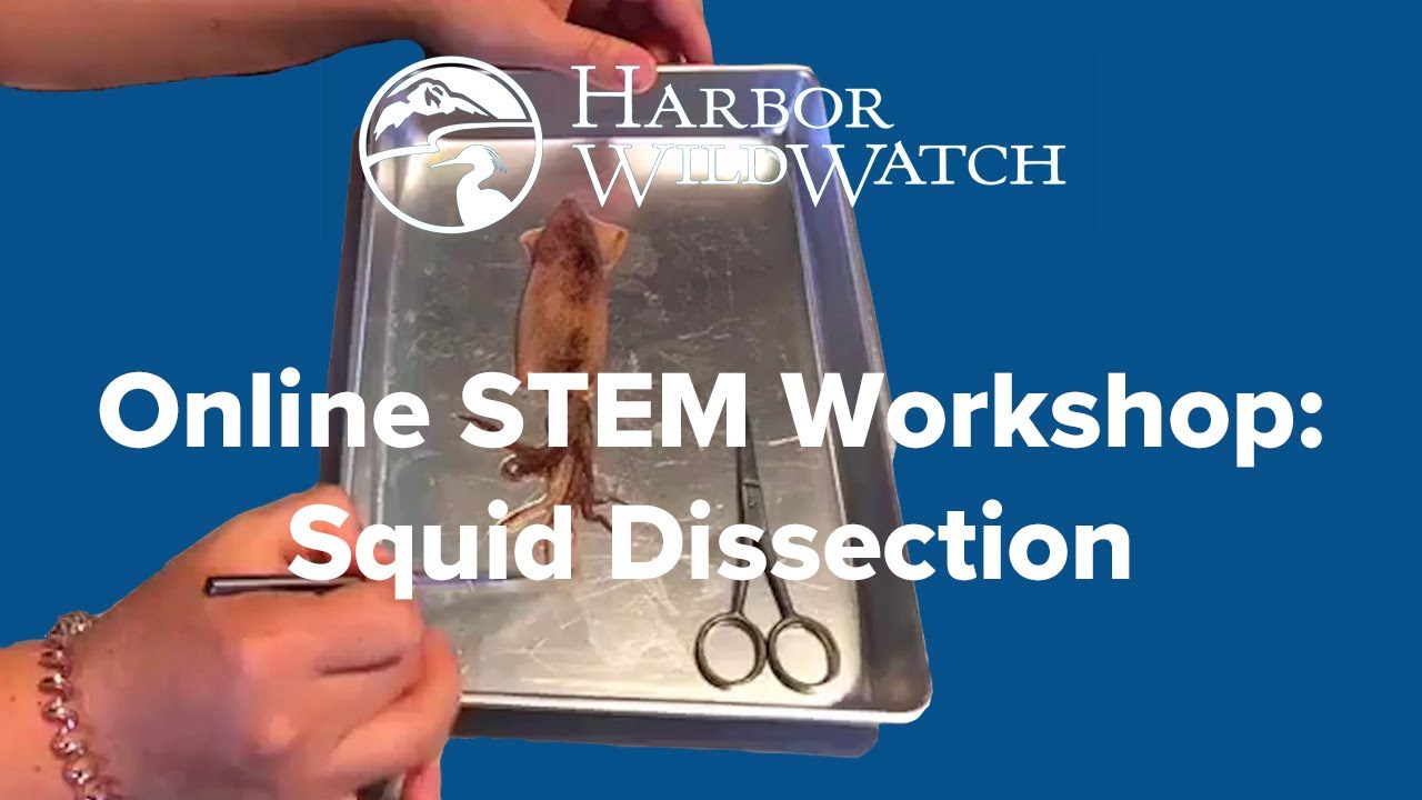 Online STEM Workshop: Squid Dissection