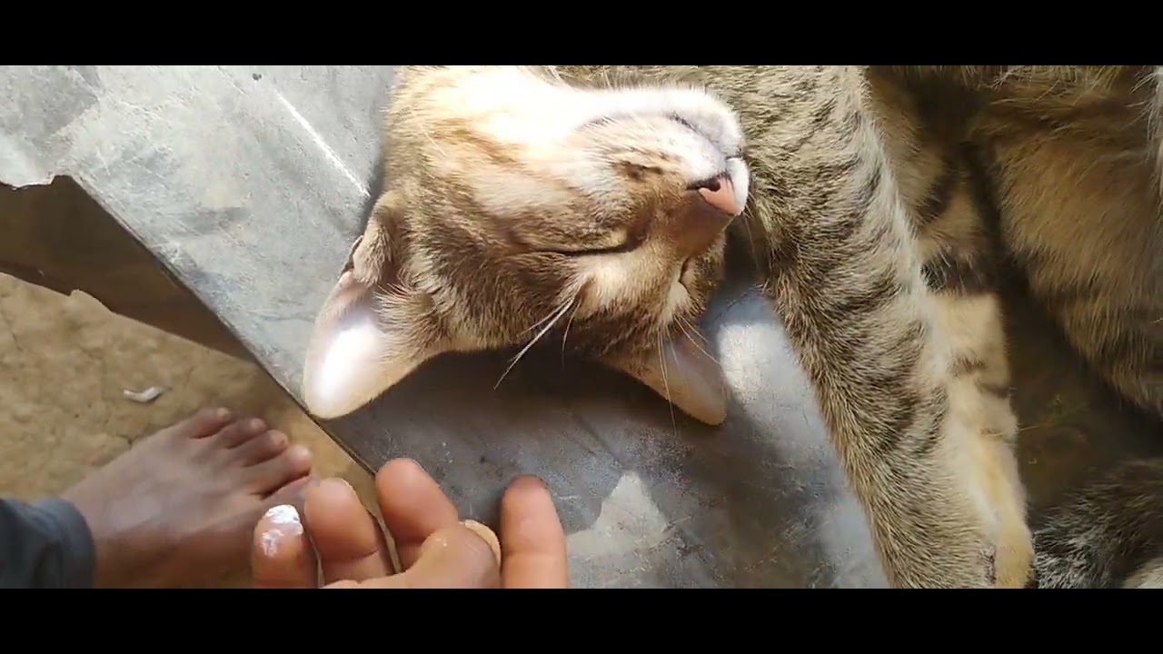 Cat is sleep now 😺😺