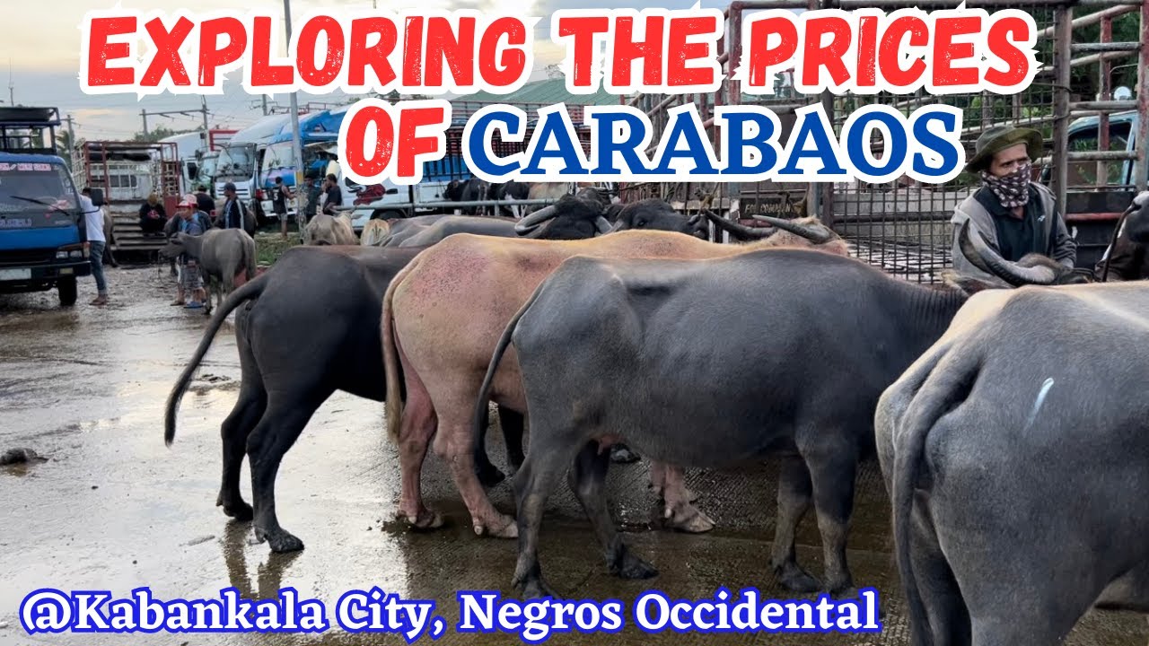 EXPLORING PRICES OF CARABAOS @ KABANKALAN CITY, NEGROS OCCIDENTAL | SOLLE'S G.