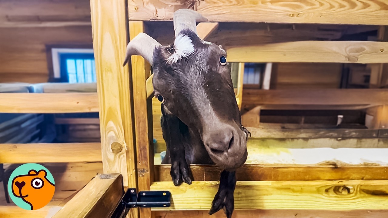 Clingy Goat Becomes Man’s Son, But No One Expected It | Cuddle Buddies