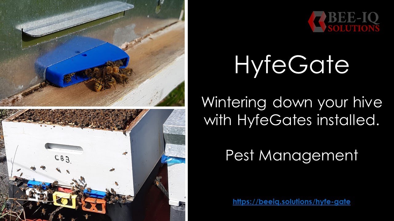 Wintering down with HiveGate, Pest management.