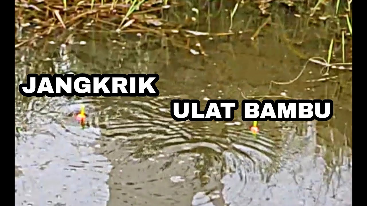 Umpan Jangkrik VS Ulat Bambu untuk Mancing Betok, Mana yang Lebih Jos ~ MKK #5