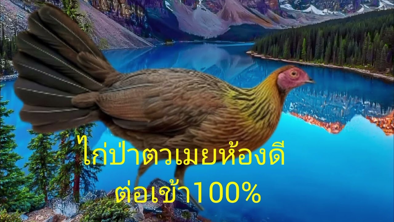 suab poj qaib seev สงๅไก่ป่าตวเมยร้องดี