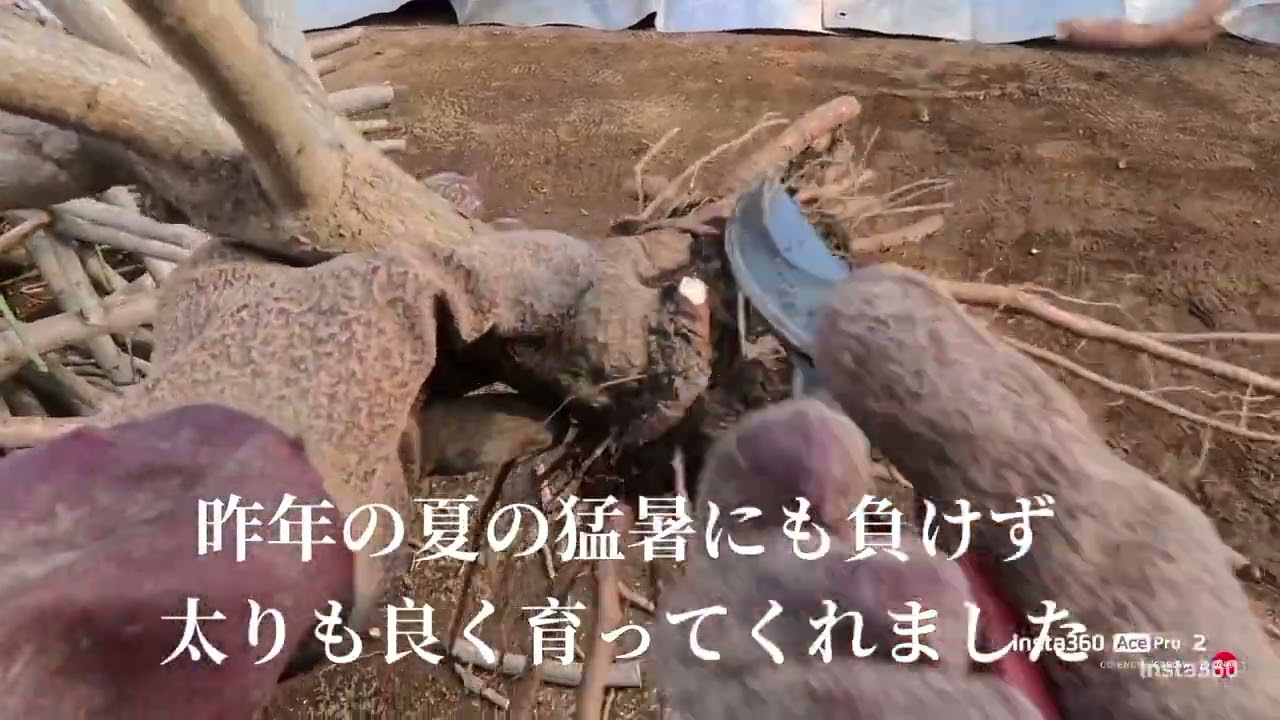 No.2 花梅盆栽の１年生原木剪定