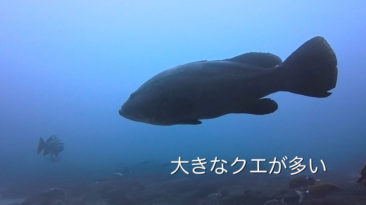大きなクエが多い 館山 西川名 202602b【4K】