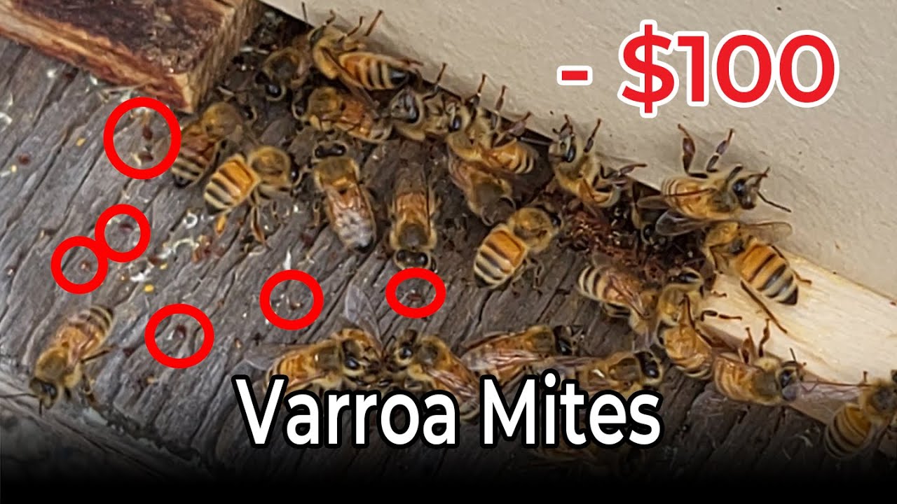 Managing Varroa Mite Infestation in My First Year of Beekeeping Business - Oxalic Acid