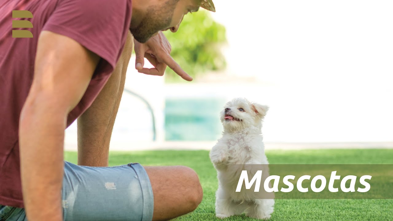 El mejor c&eacute;sped artificial para tu mascota | eurocesped 🌱