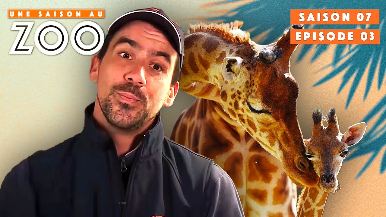 Grand Nettoyage du Bâtiment des Girafes | S07EP03 | Émission Intégrale | Une Saison Au Zoo