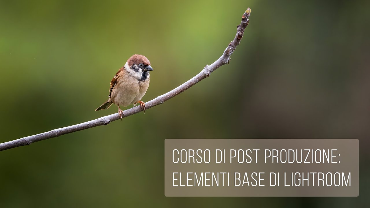 Corso di post produzione: elementi base di Lightroom