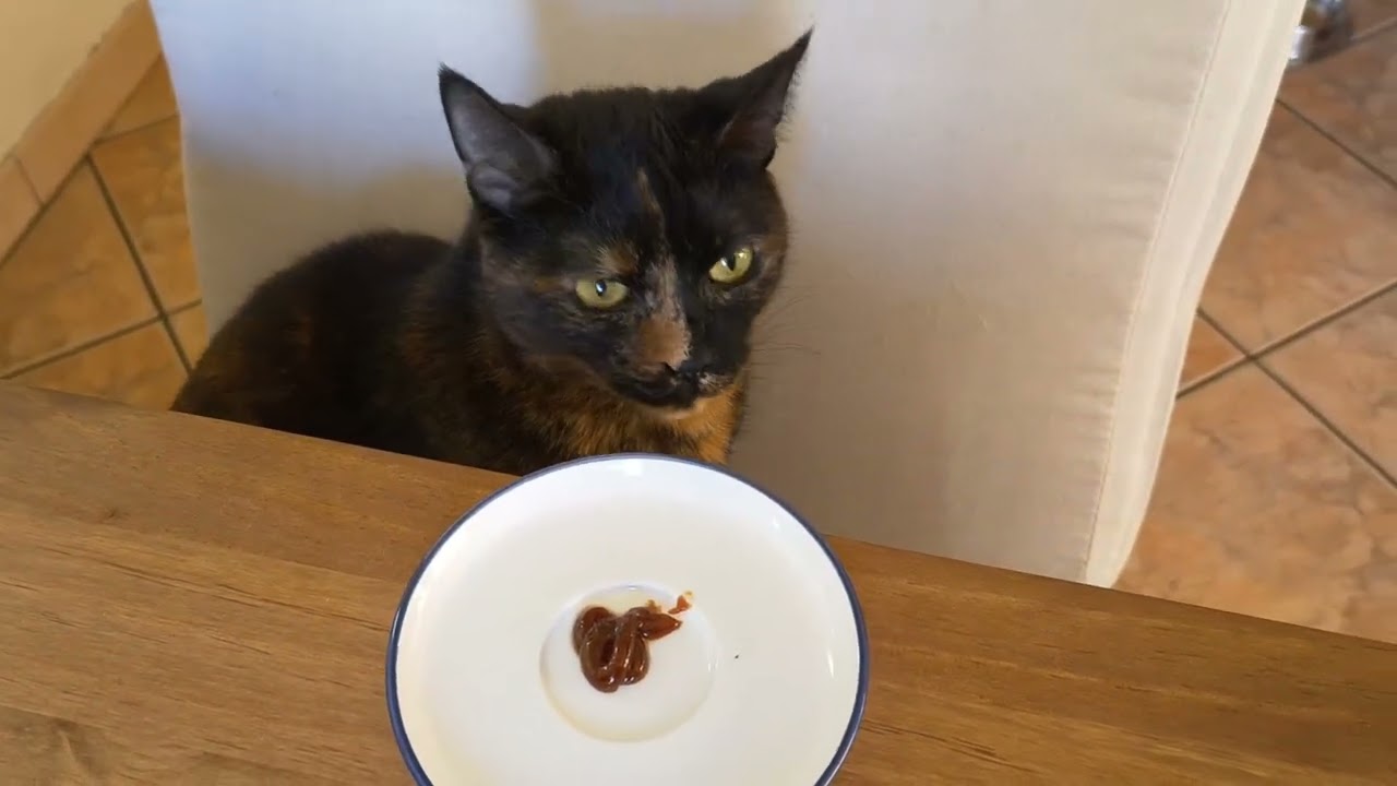 HESIA TESTUJE !! 🤭😹🍽️