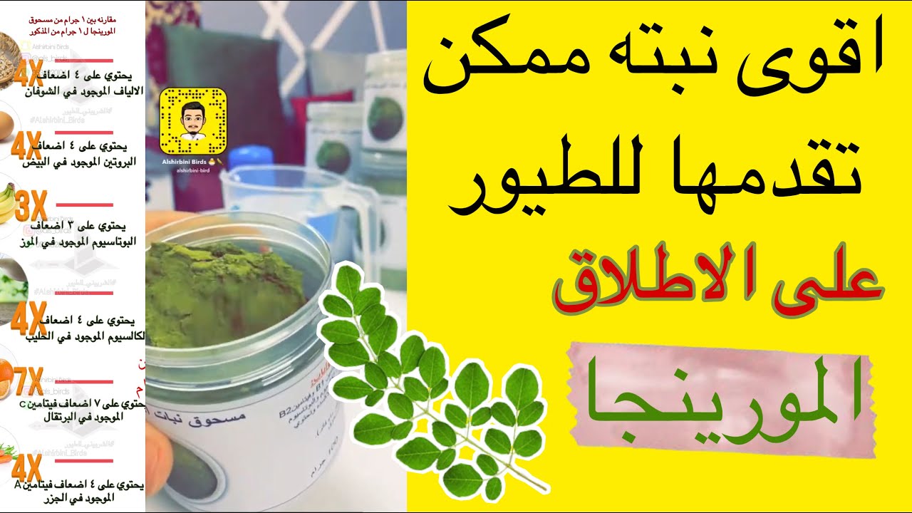 فوائد واستخدامات مسحوق المورينجا للطيور مع الماء او الاكل الجاف