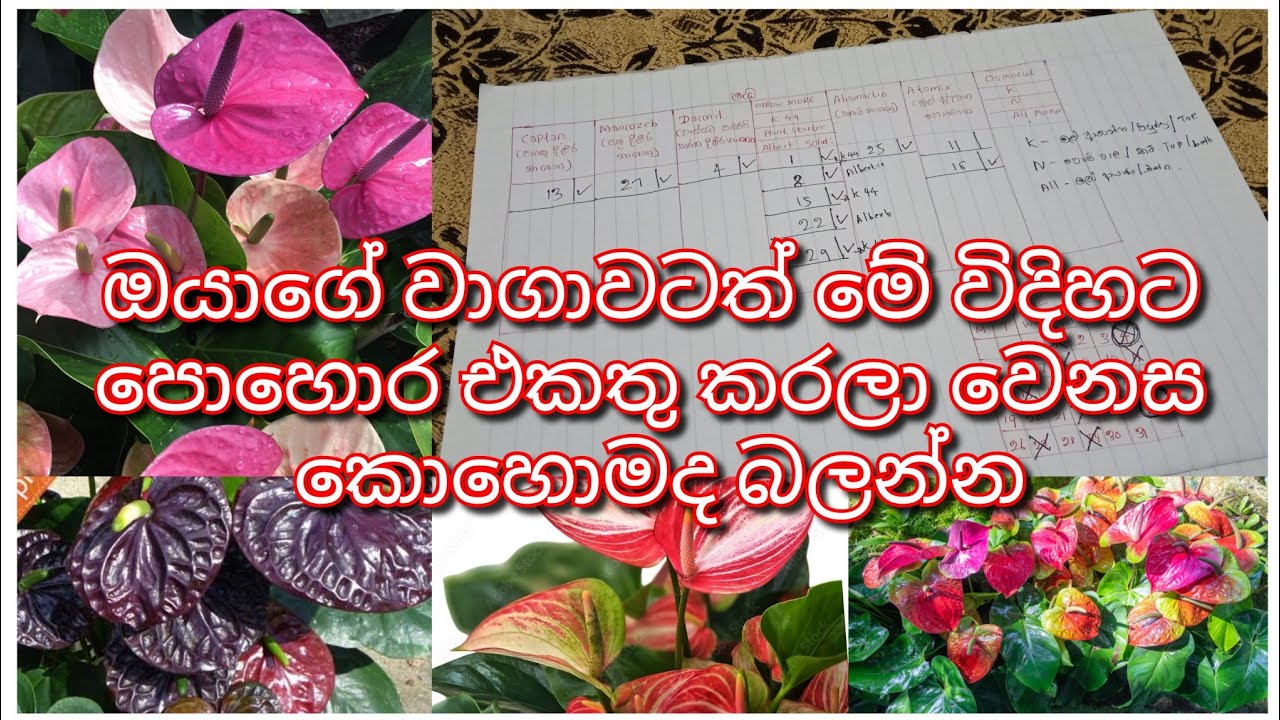 මේ විදිහට ⁣ වගාවට පොහොර එකතු කරෝත් ගහ පිරෙන්න මල් ගන්න වගේම,පොඩි පැල ඉක්මනින් ලොකු කර ගන්න පුලුවන්