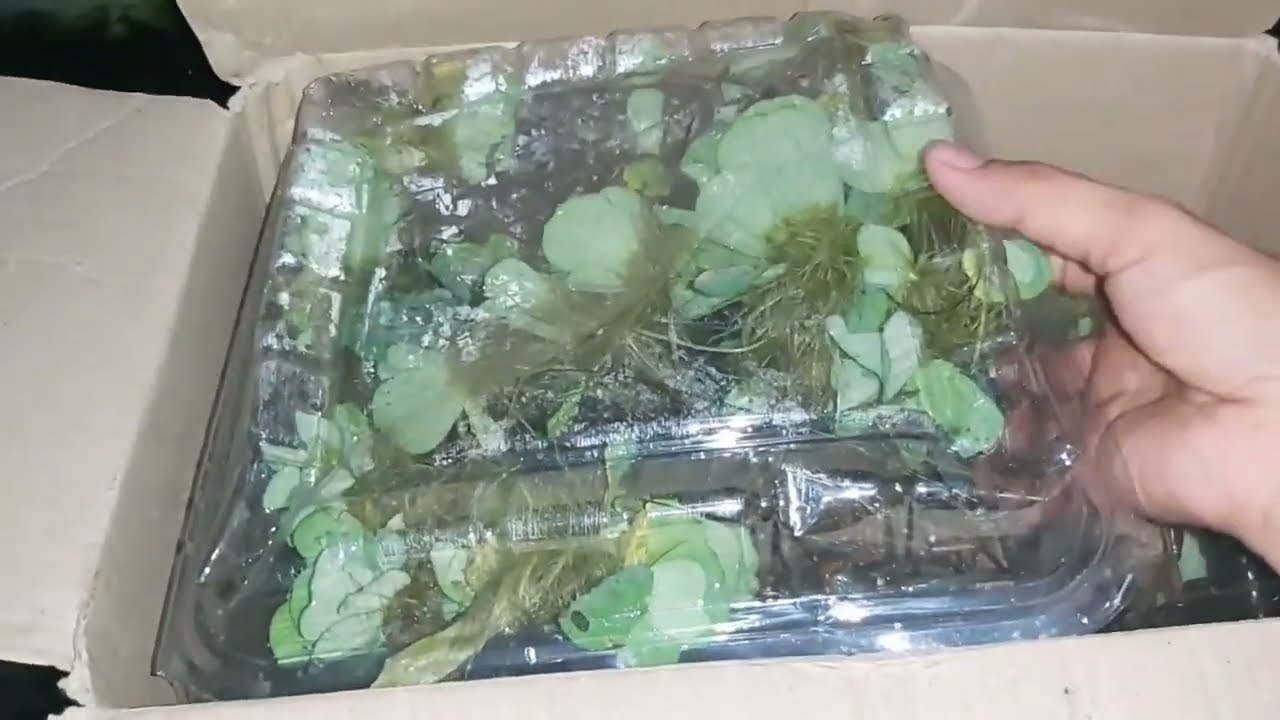 TIPS DAN TRIK PENANGANAN AWAL LOBSTER AIR TAWAR AGAR MUDAH BERADAPTASI DIMEDIA KOLAM BARUNYA 😊