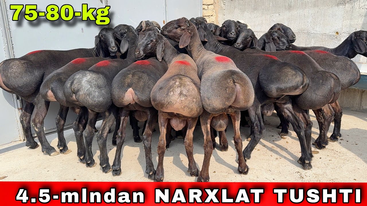 🔥75-80 KG QO‘CHQORLAR🔥 4.5 MLNdan 😱 SHOK NARX‼️ SHOSHILING❗