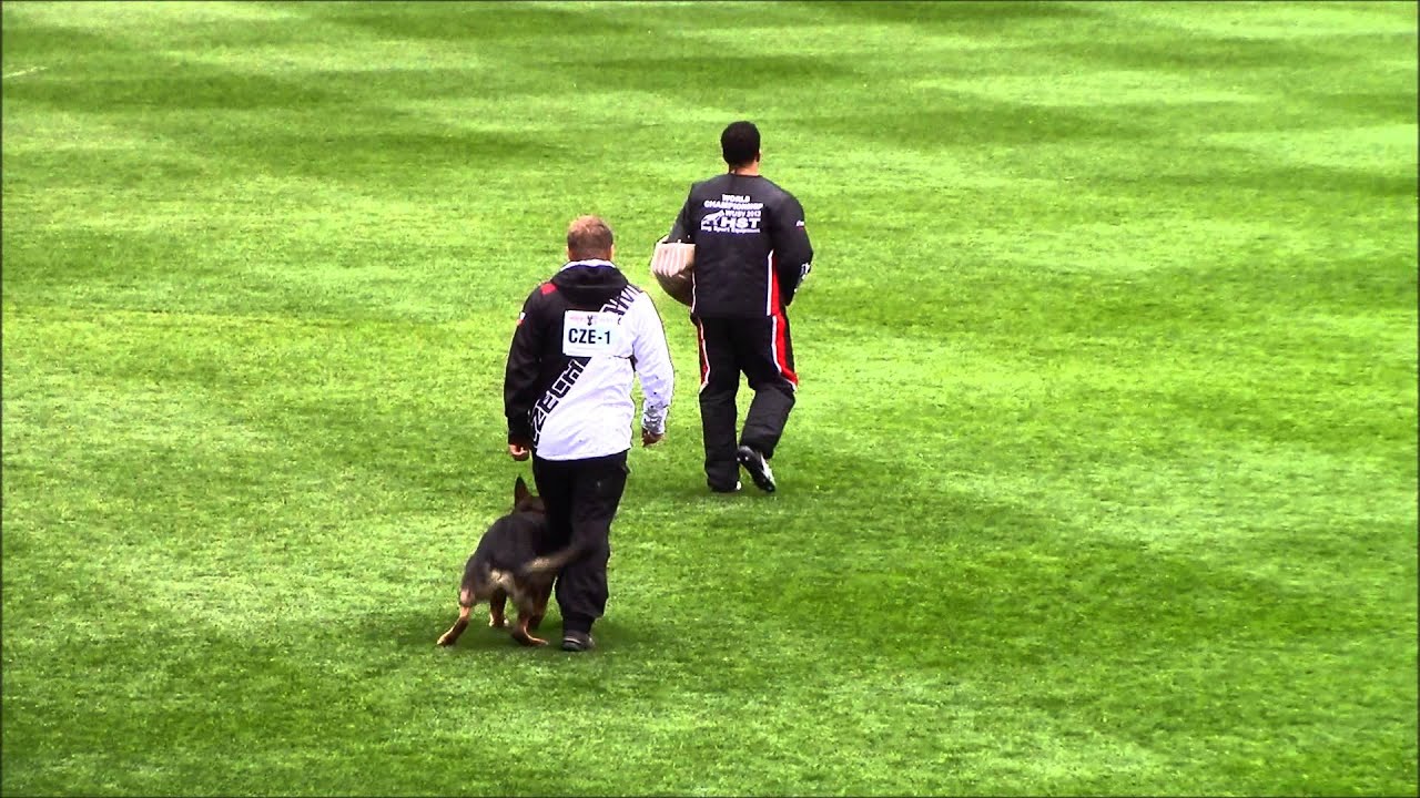 2013 WUSV Martin Pejsa and Kato Aritar Bastet 94 c - Czech Republic