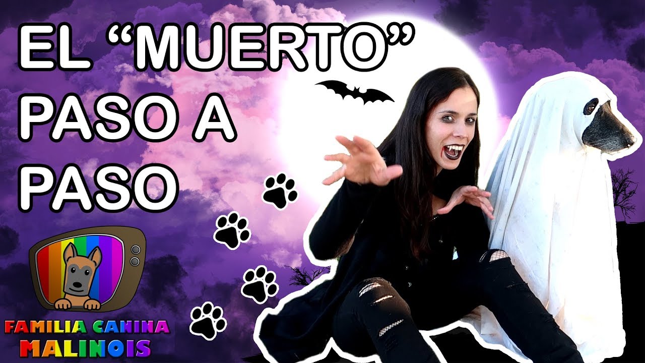 CÓMO ENSEÑAR a HACERSE EL MUERTO (ECHARSE) a mi PERRO | Trucos para perros/habilidad canina