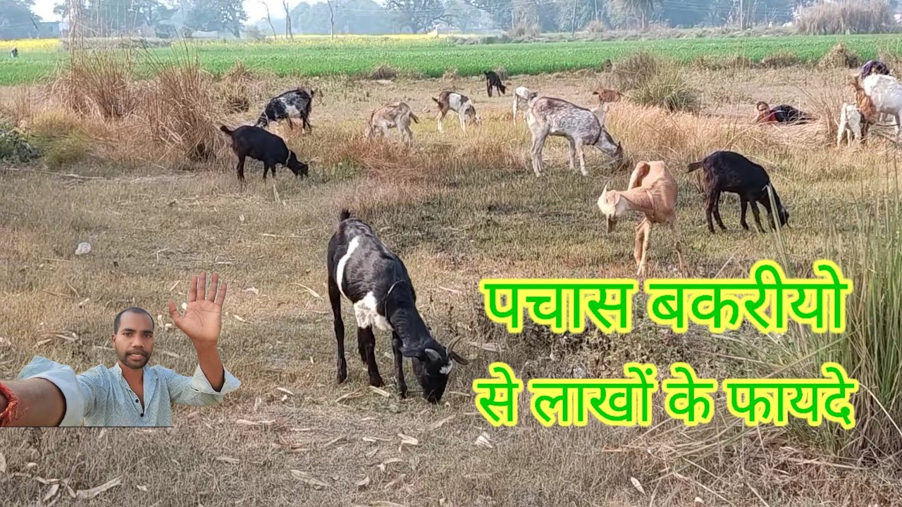 पचास बकरीयो से लाखों के फायदे | #video 💰