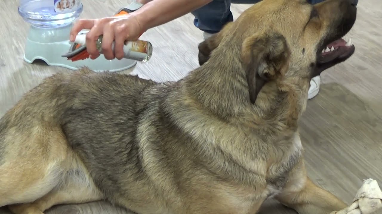 Abrillantador de pelo para perros