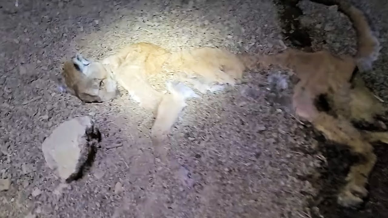 There's a dead mountain lion in this cave!?