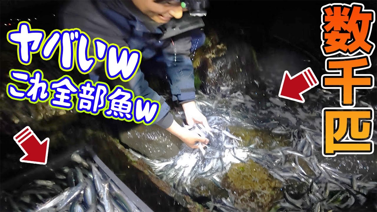 【異常事態】離島の神社に数万匹の魚が打ちあがり大パニックｗｗｗ