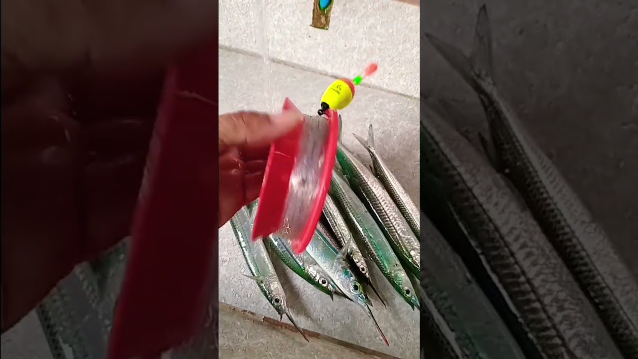 #needlefish #fishing #mancing #fish  #handlinefishing