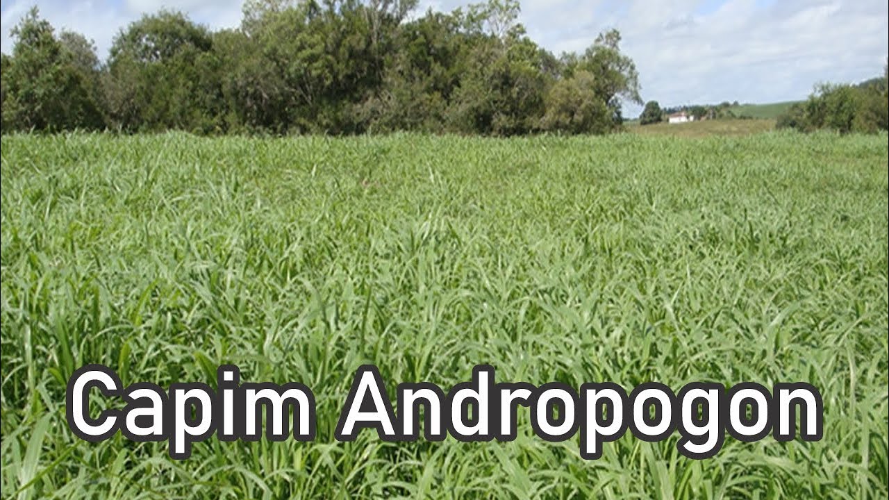 Como plantar o capim Andropogon - como obter semente para plantar o capim andropogon