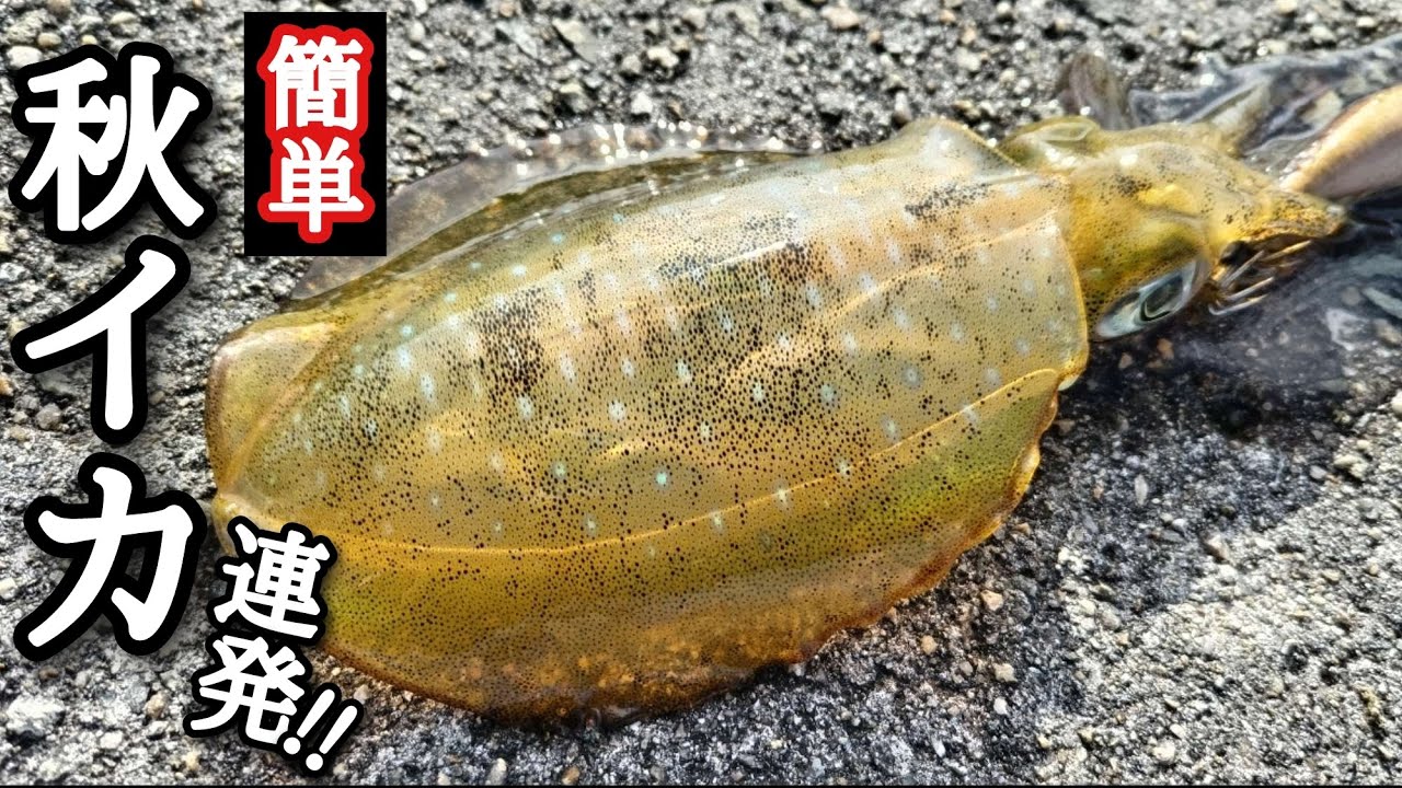 【初心者必見】釣れない時はここを狙って下さい！今日はこの釣り方でアオリイカが連発しましたよ。私の釣り方を真似しては？