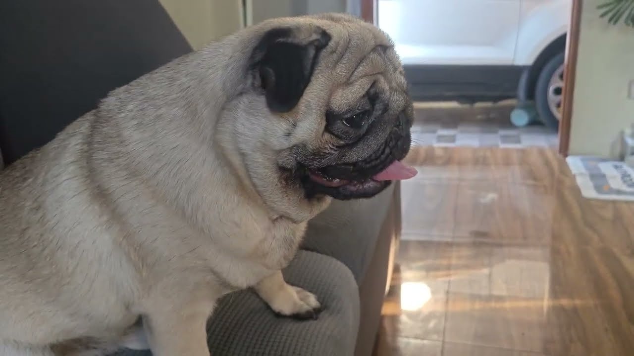 Pug dog morning excercise