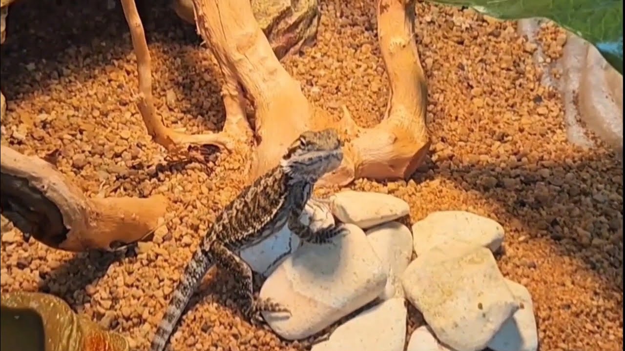 My Morning Routine with Spiders, Bearded Dragons & Fish!!