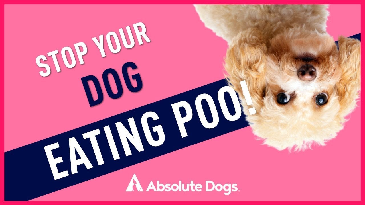 Stop Your Dog Eating Poo!