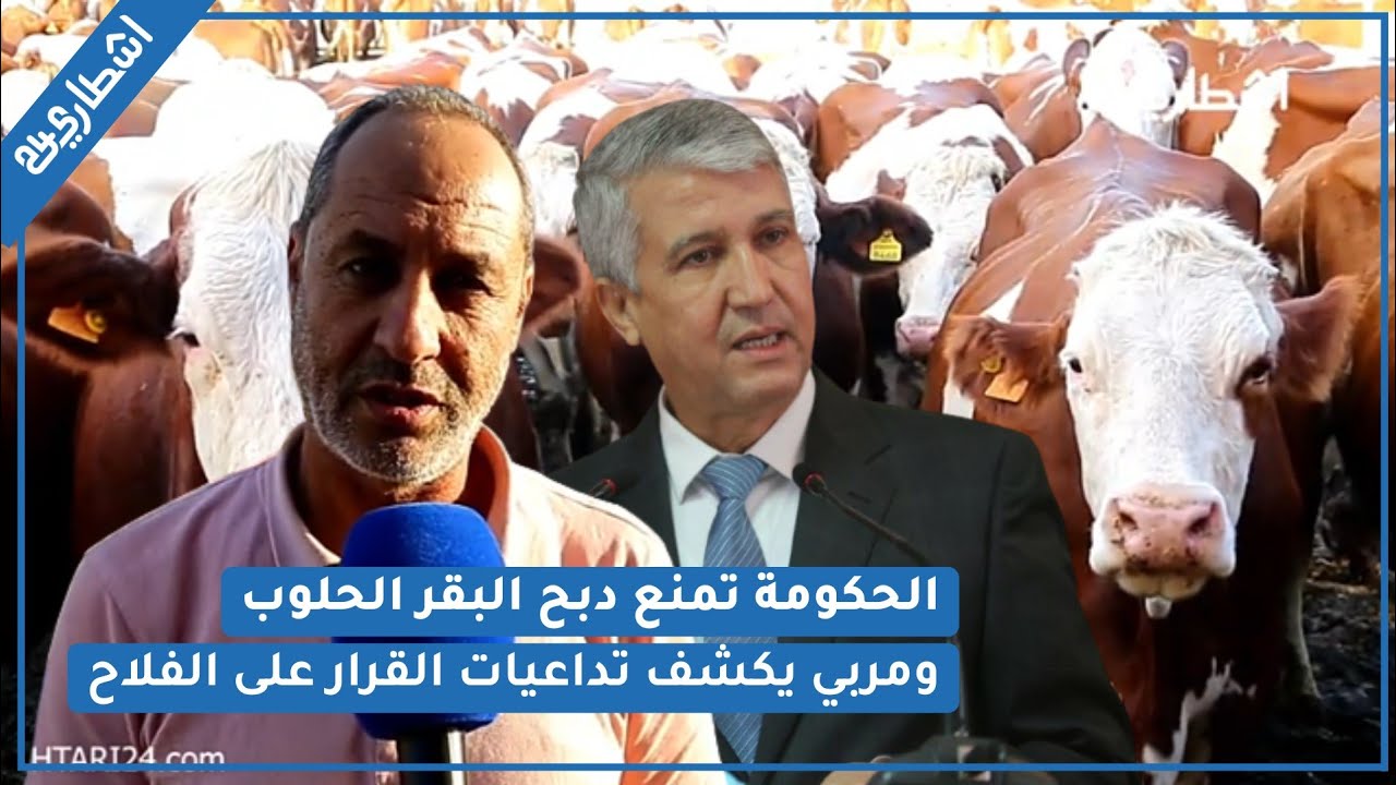 مربي الأبقار الحلوب يكشف السبب الحقيقي وراء ندرة الحليب في المغرب وتداعيات قرار الحكومة على الكسابة