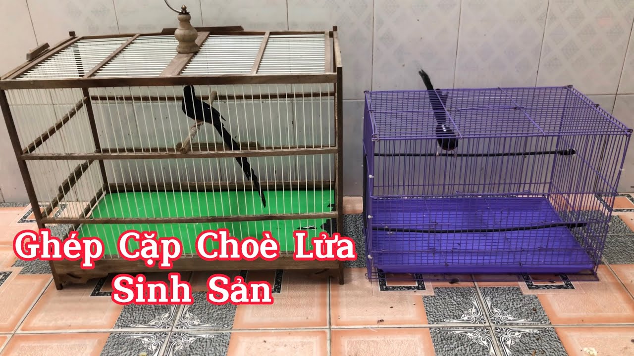 Xe Duyên Cặp Chích Choè Lửa Sinh Sản, Những Lưu Ý Khi Thả Chim Vào Aviary, Murai Batu Viet Nam