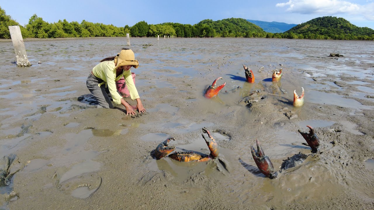 Massive Mud Crabs Caught! Amazing Fishing Giant Mud Crabs at Mud Beach