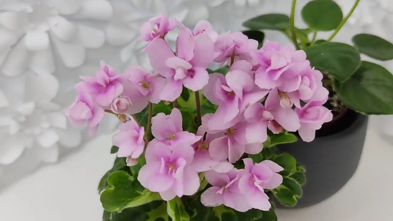 Фиалки Goldilocks и Deinostigma tamiana #flowers #цветы #ялта #крым #цветыдлядома