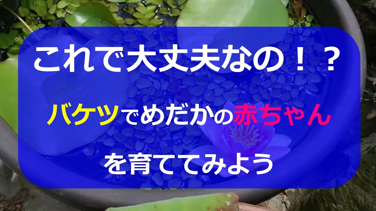 バケツで簡単にメダカの針子を育てる成長記録です
