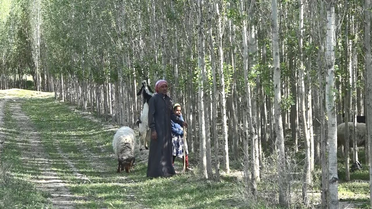 لماذا توقفت زراعة أشجار الحور في جرابلس؟