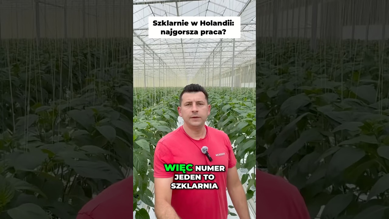 Czy praca w szklarni w Holandii to naprawdę najgorsza robota?