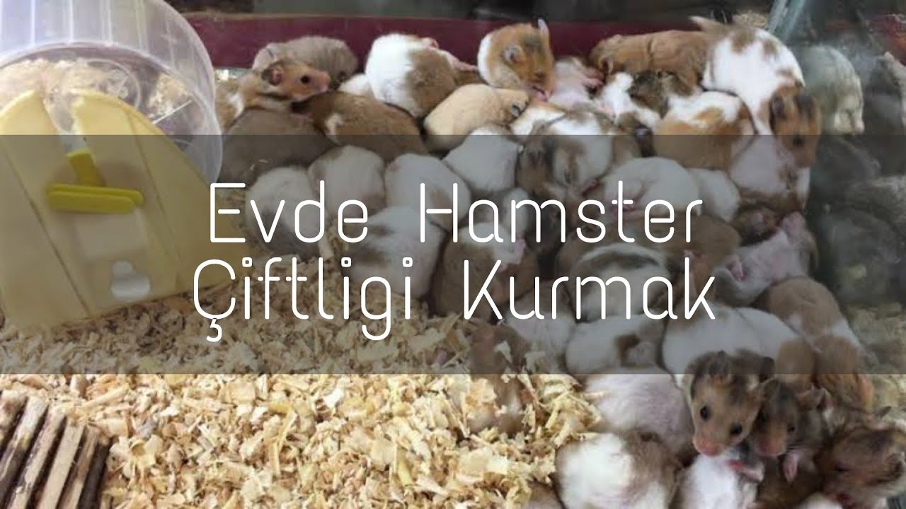 Evde 20 Tane Fare Bakıyorum (Evde hamster üretimi.)