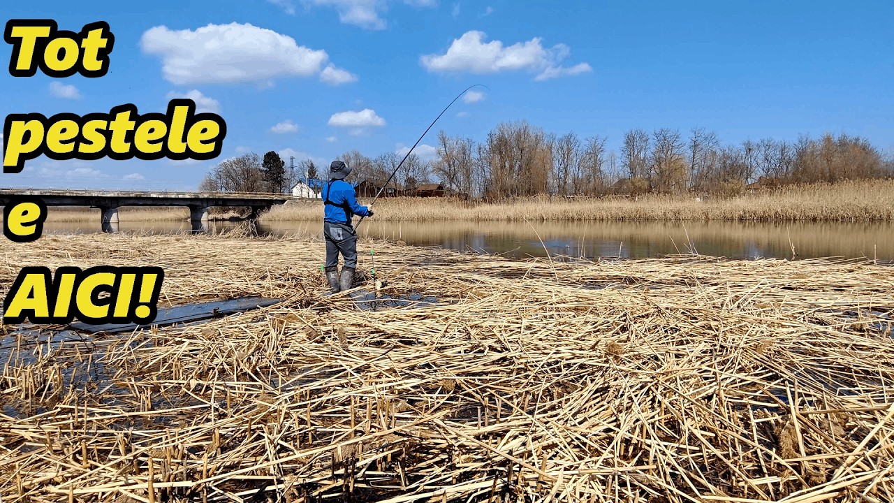 Am Pescuit Intr-un Loc Plin de Peste Incapatanat care nu vrea sa Urce Amonte de Pod!