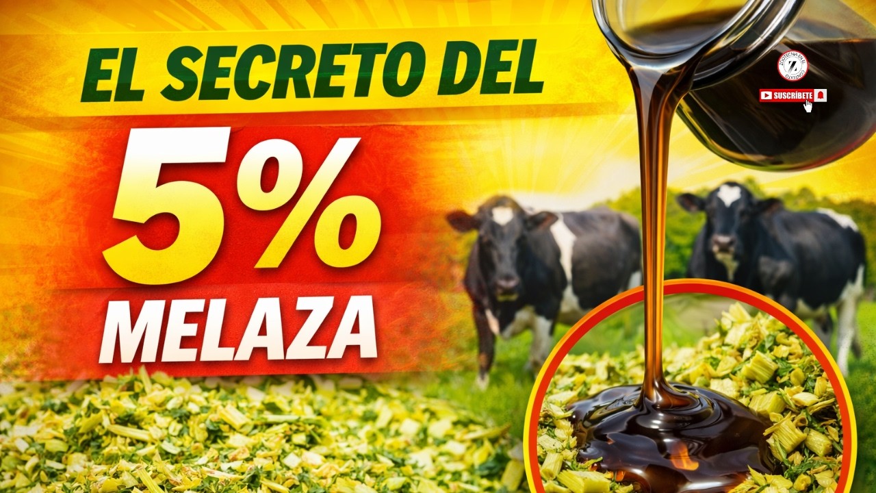 💰🐄 ENGORDA TU GANADO MÁS RÁPIDO con este SILO CASERO (Secreto 5% MELAZA) 🚜🔥