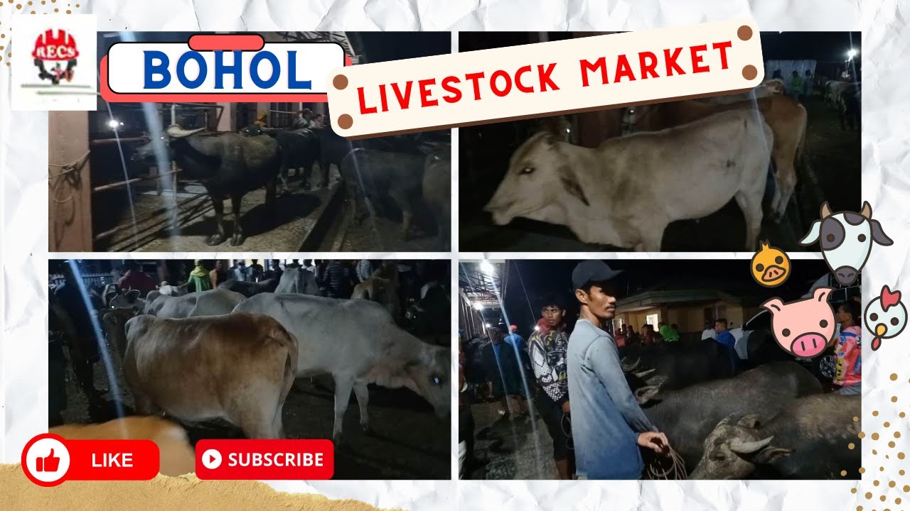 PRESYO SA KABAW UG BAKA sa SAGBAYAN, BOHOL
