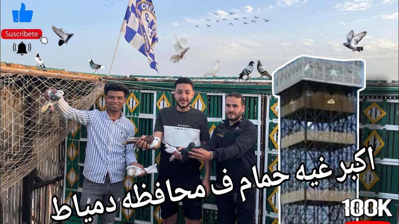 اكبر غيه حمام في دمياط ‏وأنضف انواع حمام في مصر￼🕊️🕊️😮😱