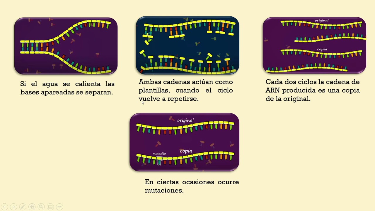 CU&Aacute;L ES LA HIP&Oacute;TESIS DEL MUNDO DEL ARN