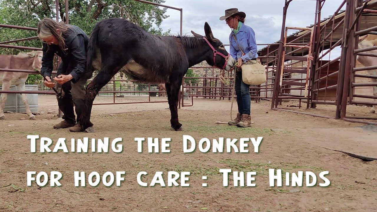 Task 25 Training Donkeys for Hoof Care: The Hinds