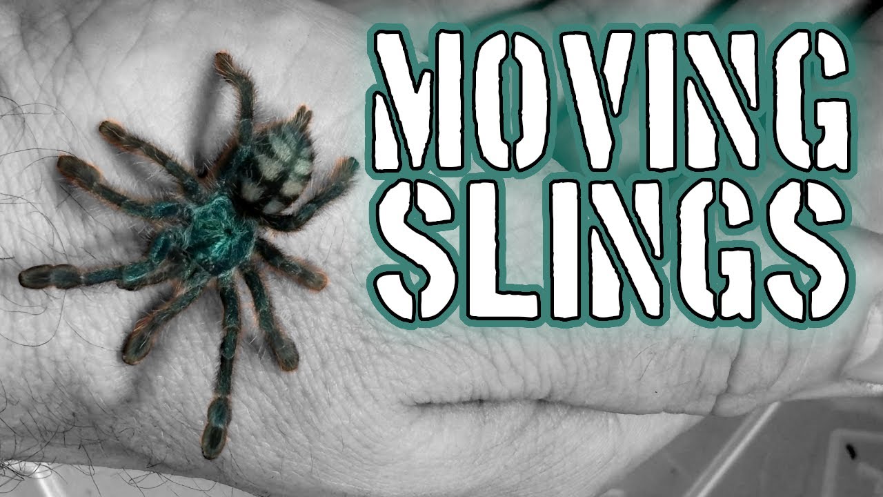 Moving Spiderlings 155ml to 520ml #tarantulas #spiders #inverts