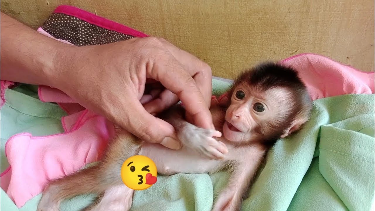 newborn baby monkey 4πgr¥ when dad took his finger from his mouth, drank a lot of milk today