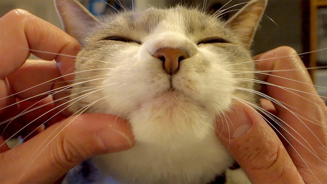 バーチャル・モフモフ - Cat Face Massage -